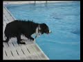 Bella and Zoe at Grayslake Dog Swim 06 Bella and Zoe at Grayslake Dog Swim 06