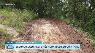 Ataques de Abelhas: Segundo caso neste mês aconteceu em Quintana