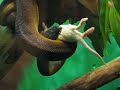 le serpent mange la souris le serpent mange la souris