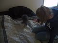 kitten doing flips kitten doing flips