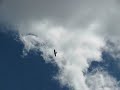 Peregrine Falcon above Bank Of The West in Fargo ND 1-020