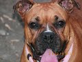 Boxer Dog Slideshow