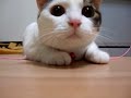 Super cute kitty cat big eye