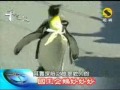 The Pet Penguin