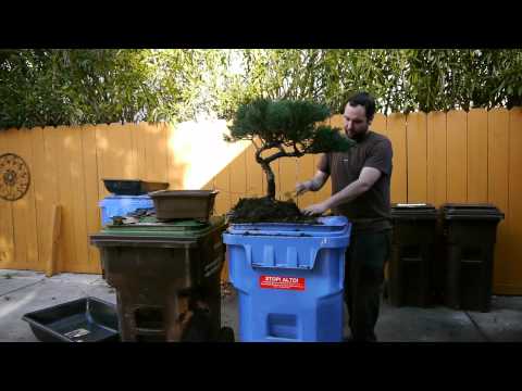 how to replant bonsai tree