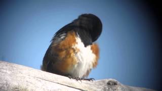 Spotted Towhee Video