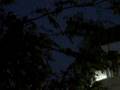 Black tree and Black bird