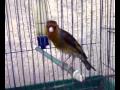 Moh 39 Oued souf my mulet (bibou) very angry me 2009.mp4