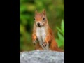eichhörnchen stöhnt