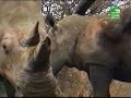 interspecies-sex.html