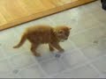 ボール猫動画