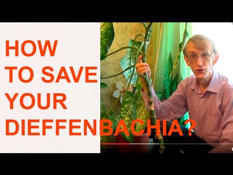 how to replant dieffenbachia