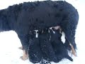 bouvier bernois neige 2.MOV