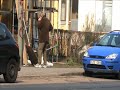 J�ns H�kansson - P�lsdjursmisstaget