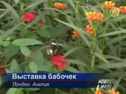 Тропические бабочки,, купить бабочек, живые бабочки