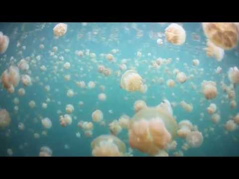 Alan Watts: Nothingness as the Ultimate Reality