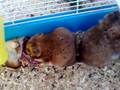 videos de hamster eating another hamster