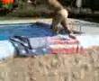 ibiza 2005 salvatggio in piscina alla baywatch