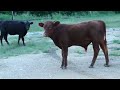 Loose cows in Manor, Texas Loose cows in Manor, Texas