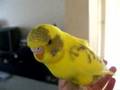 Bibi Dancing