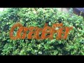 Curtea-casei-mele-de