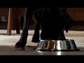 2008 Gatorade Super Bowl Commercial \"Man\