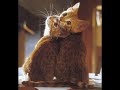 psevdi-reklam-mziiminnie-ripertonlovin-you.html