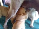 shap pei puppies