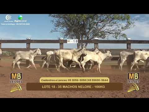 554� LEIL�O VIRTUAL MB LEIL�ES