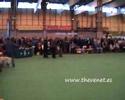Crufts 2008 Golden Field Trial Bitch