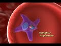 Malaria. 3d computer animation of the life cycle of the malaria parasite