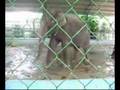 Voi nhay Cha Cha Cha.flv