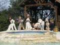 Poodle Birthday Party