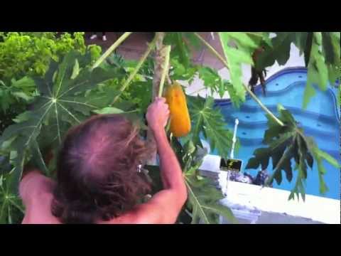 how to harvest papaya