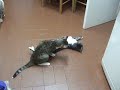 2008-11-19 (02) Amores de felino 2008-11-19 (02) Amores de felino