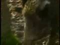 videos de Animals of the durmitor National Park   Montenegro