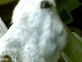 Pricken i boxen