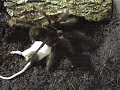 Theraphosa Blondi vs mouse Theraphosa Blondi vs mouse