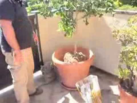 how to fertilize a lemon tree in a pot
