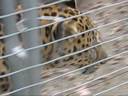 Zooz Leopard