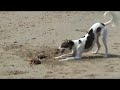 Lurcher versus Dead Crabs !!