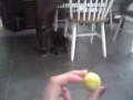 Crazy Cat