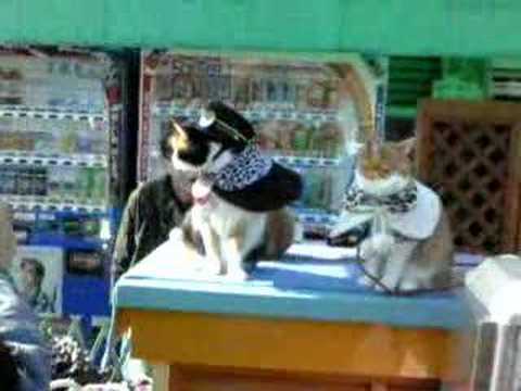 ねこの駅長さん～和歌山電鉄貴志駅　その２