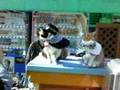 ねこの駅長さん~和歌山電鉄貴志駅 その2