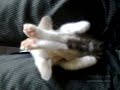 Stepashka The Kitten Sleeping In Funny Pose (Степашка - Йог)
