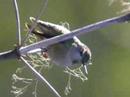 Anna's Hummingbird