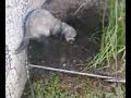 furet qui creuse furet qui creuse