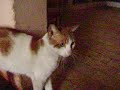 Cat Being Kneaded