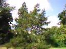 Attenborough Arboretum, Larch  Cancer Paclitaxel
