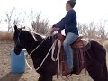Branden - Sugar Bars Bred Quarter Horse
